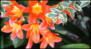 knysna-guest-house-cottage-01