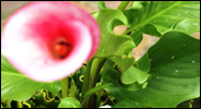 knysna-guest-house-cottage-12