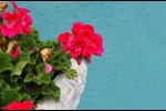 narnia-flowers-01