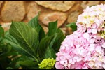 narnia-flowers